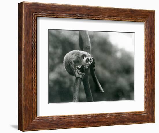A Slender Loris Looking down from on a Branch, London Zoo, August 1926 (B/W Photo)-Frederick William Bond-Framed Giclee Print