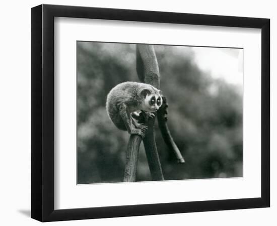 A Slender Loris Looking down from on a Branch, London Zoo, August 1926 (B/W Photo)-Frederick William Bond-Framed Giclee Print