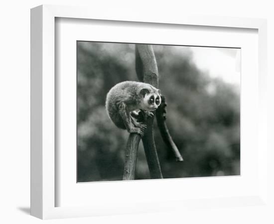 A Slender Loris Looking down from on a Branch, London Zoo, August 1926 (B/W Photo)-Frederick William Bond-Framed Giclee Print