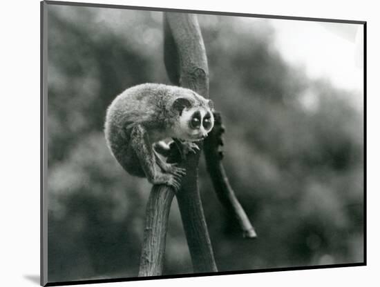 A Slender Loris Looking down from on a Branch, London Zoo, August 1926 (B/W Photo)-Frederick William Bond-Mounted Giclee Print