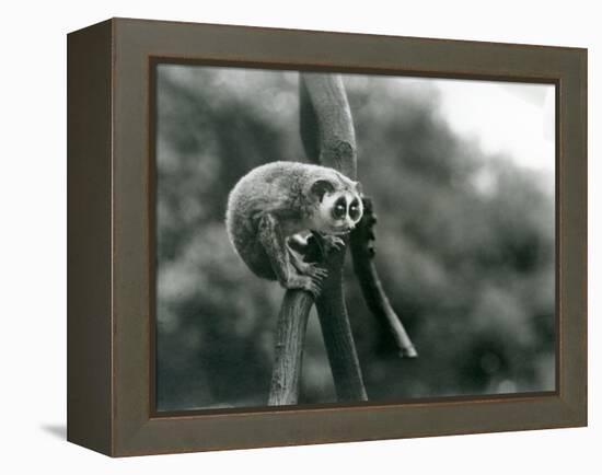 A Slender Loris Looking down from on a Branch, London Zoo, August 1926 (B/W Photo)-Frederick William Bond-Framed Premier Image Canvas