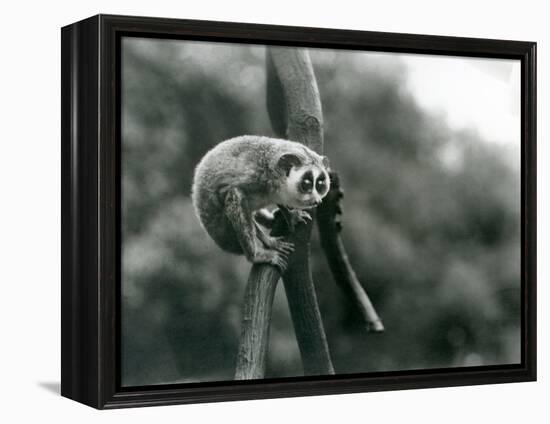 A Slender Loris Looking down from on a Branch, London Zoo, August 1926 (B/W Photo)-Frederick William Bond-Framed Premier Image Canvas