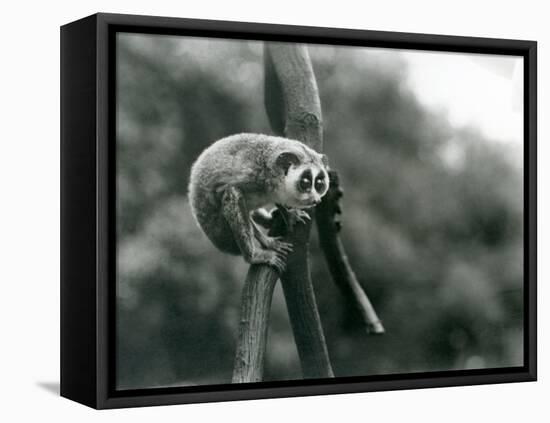 A Slender Loris Looking down from on a Branch, London Zoo, August 1926 (B/W Photo)-Frederick William Bond-Framed Premier Image Canvas