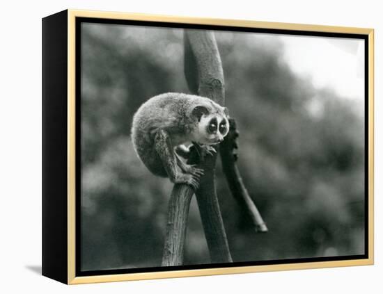 A Slender Loris Looking down from on a Branch, London Zoo, August 1926 (B/W Photo)-Frederick William Bond-Framed Premier Image Canvas