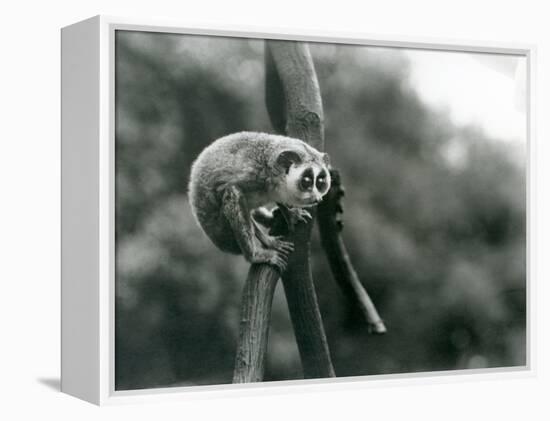 A Slender Loris Looking down from on a Branch, London Zoo, August 1926 (B/W Photo)-Frederick William Bond-Framed Premier Image Canvas