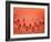 A Slice of Watermelon-Marc O^ Finley-Framed Photographic Print