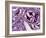 A Sliced Red Cabbage-Rogge & Jankovic-Framed Photographic Print