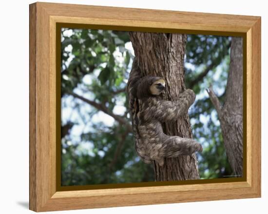 A Sloth Bear in a Tree, Venezuela, South America-Jane Sweeney-Framed Premier Image Canvas