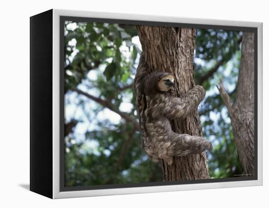 A Sloth Bear in a Tree, Venezuela, South America-Jane Sweeney-Framed Premier Image Canvas