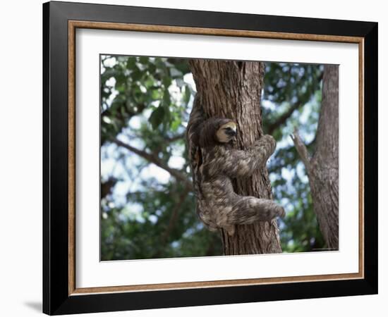 A Sloth Bear in a Tree, Venezuela, South America-Jane Sweeney-Framed Photographic Print