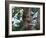 A Sloth Bear in a Tree, Venezuela, South America-Jane Sweeney-Framed Photographic Print