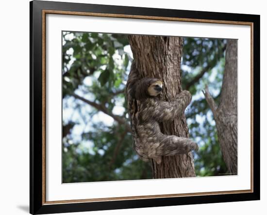 A Sloth Bear in a Tree, Venezuela, South America-Jane Sweeney-Framed Photographic Print