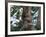 A Sloth Bear in a Tree, Venezuela, South America-Jane Sweeney-Framed Photographic Print