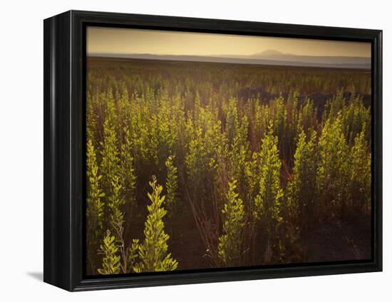 A Small Area of Green Vegetation in the Atacama Desert at Sunset-Alex Saberi-Framed Premier Image Canvas