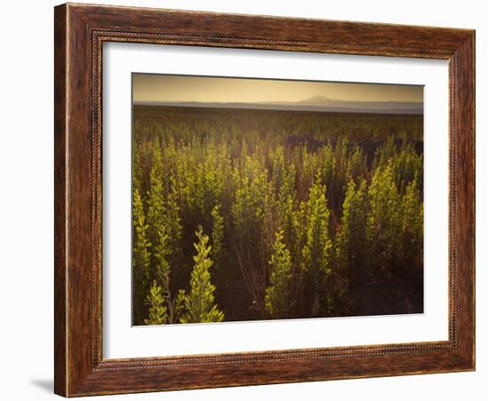 A Small Area of Green Vegetation in the Atacama Desert at Sunset-Alex Saberi-Framed Photographic Print