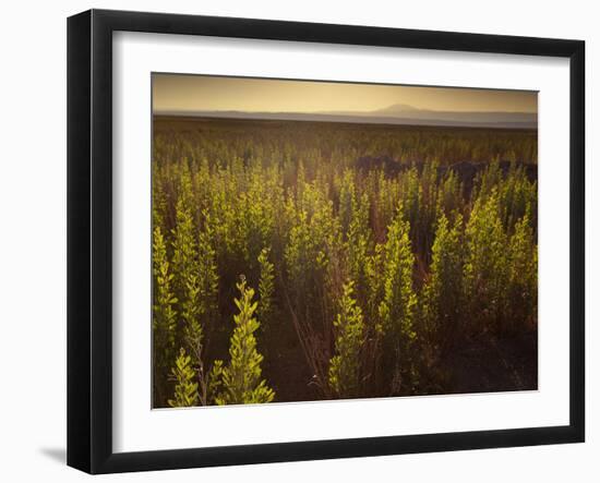 A Small Area of Green Vegetation in the Atacama Desert at Sunset-Alex Saberi-Framed Photographic Print