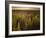 A Small Area of Green Vegetation in the Atacama Desert at Sunset-Alex Saberi-Framed Photographic Print