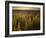 A Small Area of Green Vegetation in the Atacama Desert at Sunset-Alex Saberi-Framed Photographic Print