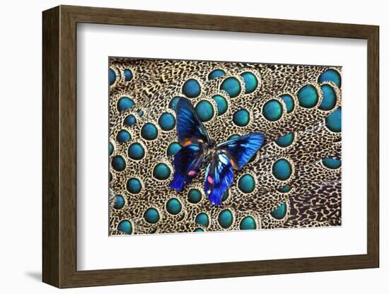 A Small Blue Butterfly on Malayan Peacock-Pheasant Feather Design-Darrell Gulin-Framed Photographic Print