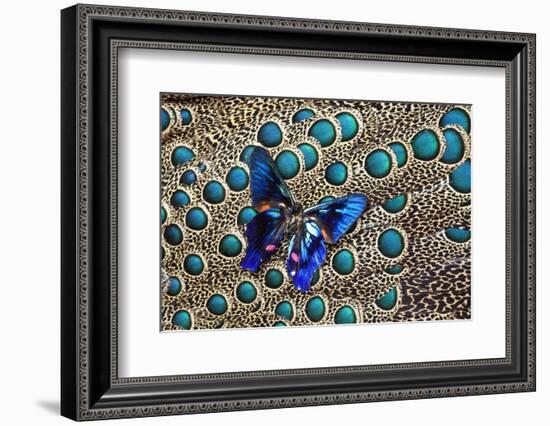 A Small Blue Butterfly on Malayan Peacock-Pheasant Feather Design-Darrell Gulin-Framed Photographic Print