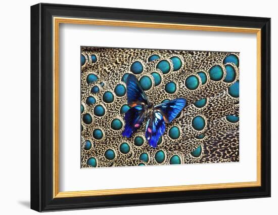 A Small Blue Butterfly on Malayan Peacock-Pheasant Feather Design-Darrell Gulin-Framed Photographic Print