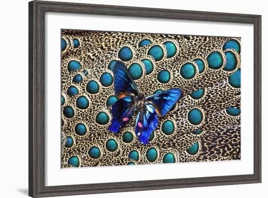 A Small Blue Butterfly on Malayan Peacock-Pheasant Feather Design-Darrell Gulin-Framed Photographic Print