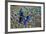 A Small Blue Butterfly on Malayan Peacock-Pheasant Feather Design-Darrell Gulin-Framed Photographic Print