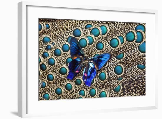 A Small Blue Butterfly on Malayan Peacock-Pheasant Feather Design-Darrell Gulin-Framed Photographic Print