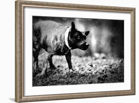 A Small Dog-Clive Nolan-Framed Photographic Print