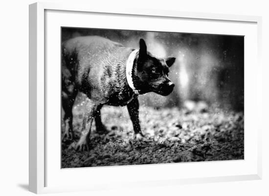 A Small Dog-Clive Nolan-Framed Photographic Print