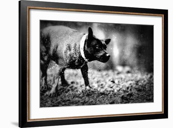 A Small Dog-Clive Nolan-Framed Photographic Print