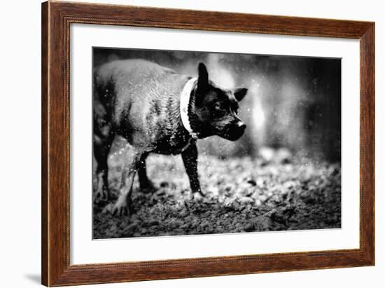 A Small Dog-Clive Nolan-Framed Photographic Print