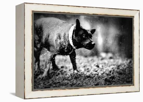 A Small Dog-Clive Nolan-Framed Premier Image Canvas