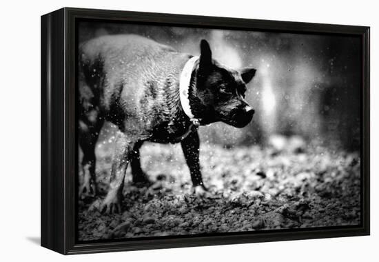 A Small Dog-Clive Nolan-Framed Premier Image Canvas