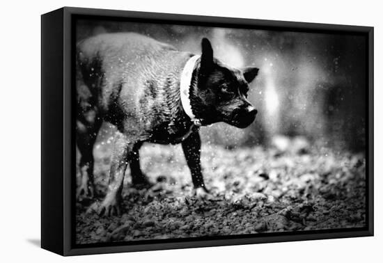 A Small Dog-Clive Nolan-Framed Premier Image Canvas