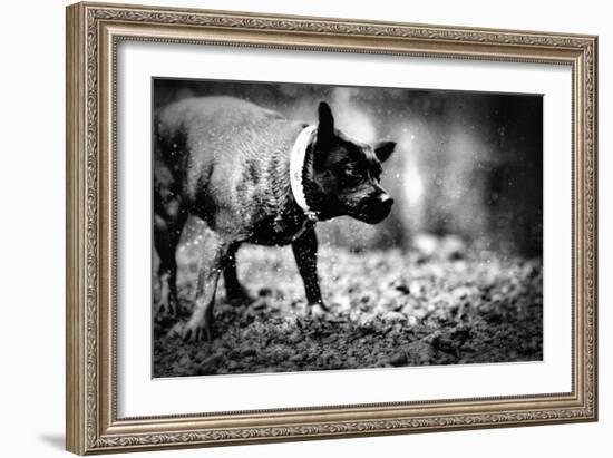 A Small Dog-Clive Nolan-Framed Photographic Print