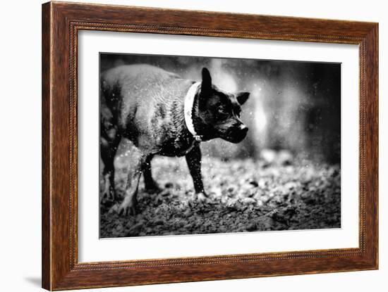 A Small Dog-Clive Nolan-Framed Photographic Print