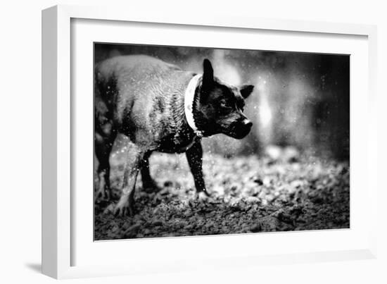 A Small Dog-Clive Nolan-Framed Photographic Print