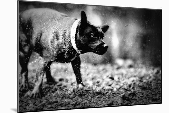 A Small Dog-Clive Nolan-Mounted Photographic Print