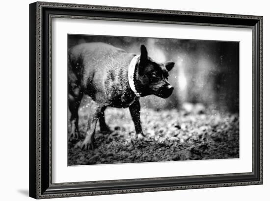 A Small Dog-Clive Nolan-Framed Photographic Print