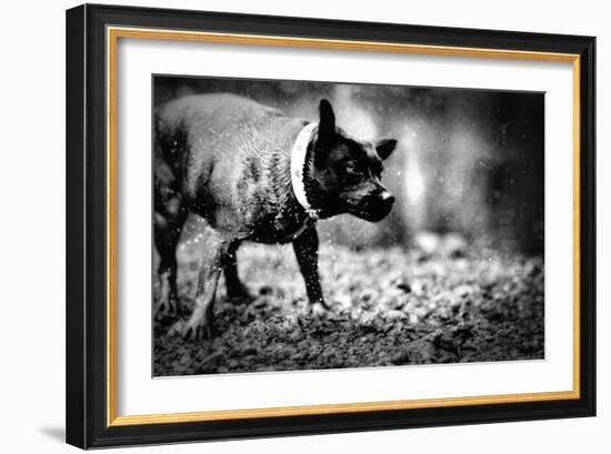 A Small Dog-Clive Nolan-Framed Photographic Print