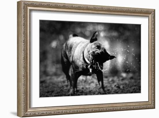 A Small Dog-Clive Nolan-Framed Photographic Print