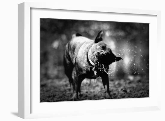 A Small Dog-Clive Nolan-Framed Photographic Print