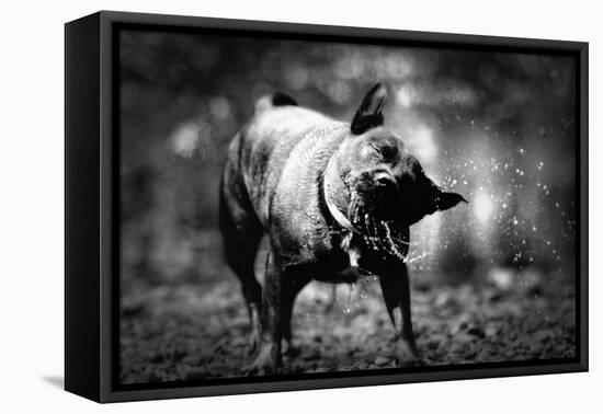 A Small Dog-Clive Nolan-Framed Premier Image Canvas