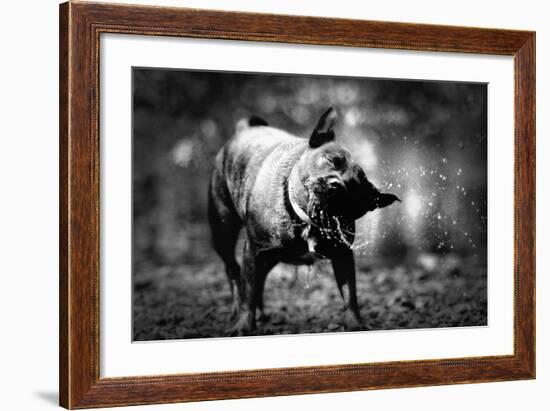 A Small Dog-Clive Nolan-Framed Photographic Print