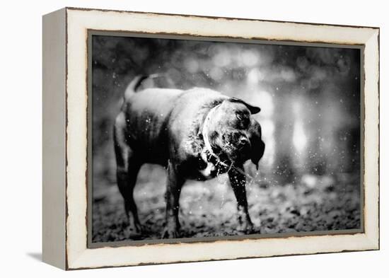 A Small Dog-Clive Nolan-Framed Premier Image Canvas