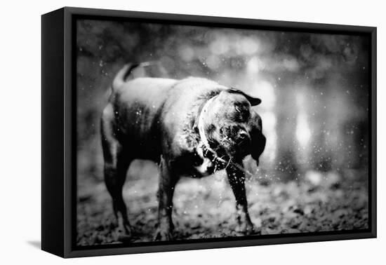 A Small Dog-Clive Nolan-Framed Premier Image Canvas