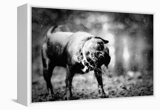 A Small Dog-Clive Nolan-Framed Premier Image Canvas