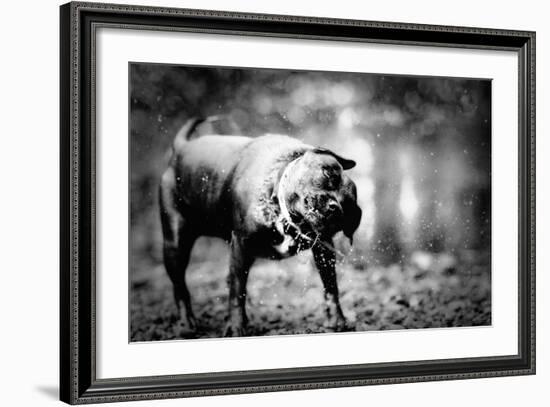 A Small Dog-Clive Nolan-Framed Photographic Print