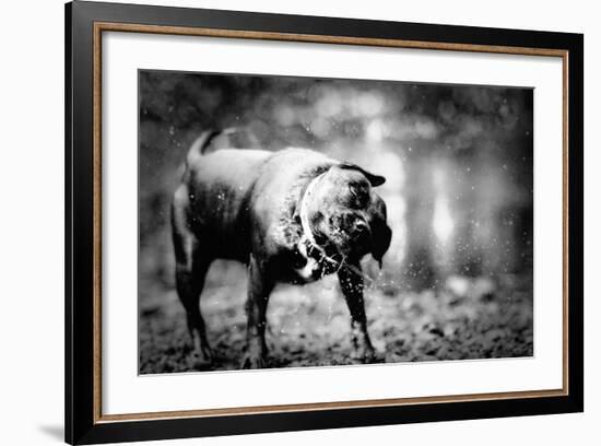 A Small Dog-Clive Nolan-Framed Photographic Print